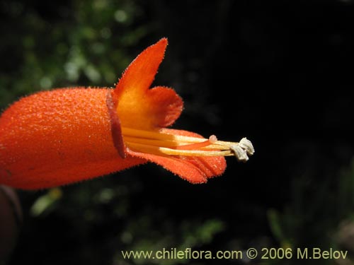 Bild von Mitraria coccinea (Botellita / Vochi-vochi). Klicken Sie, um den Ausschnitt zu vergrössern.